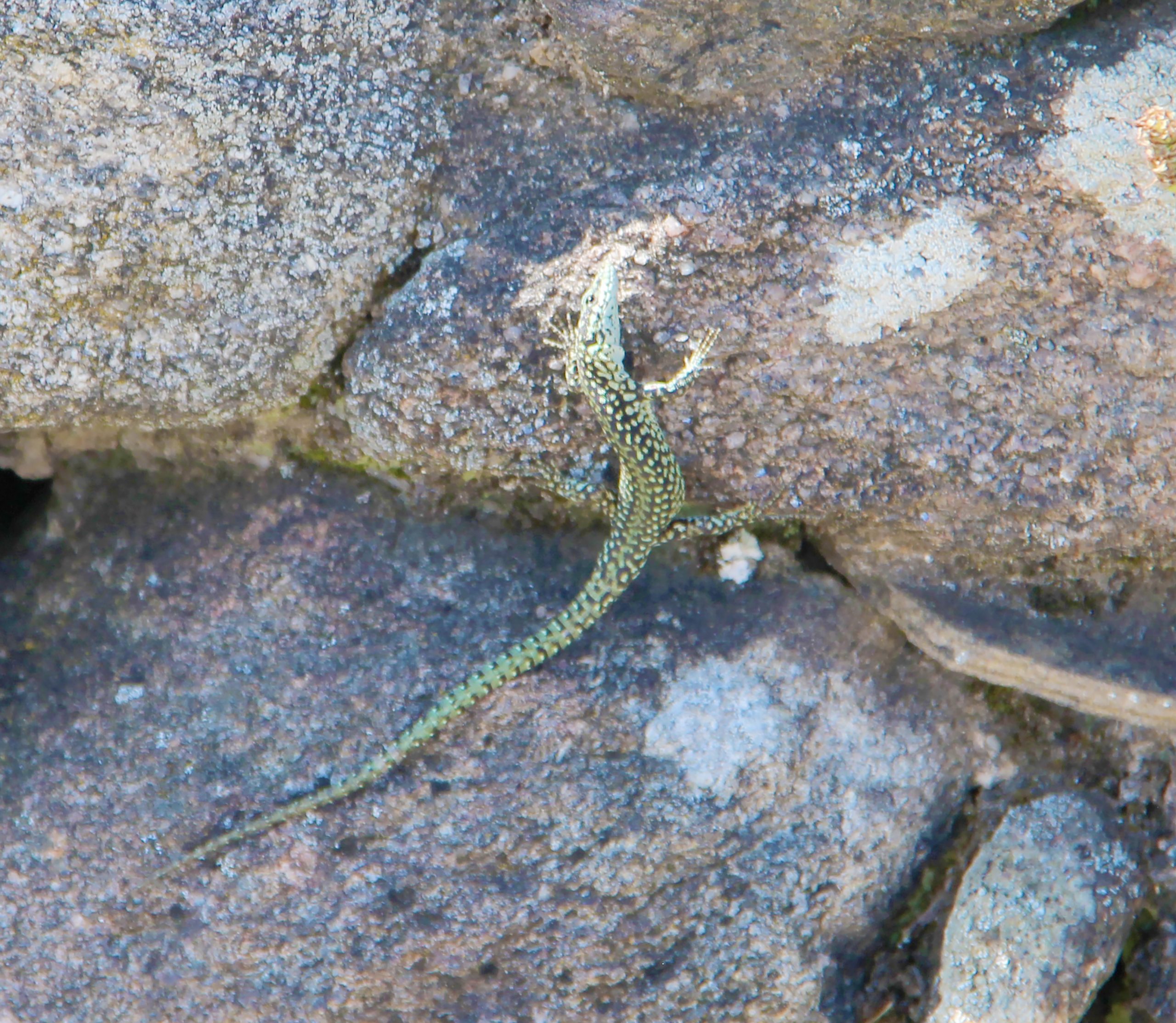 240717 Castro de Barona lizard IMG 6138