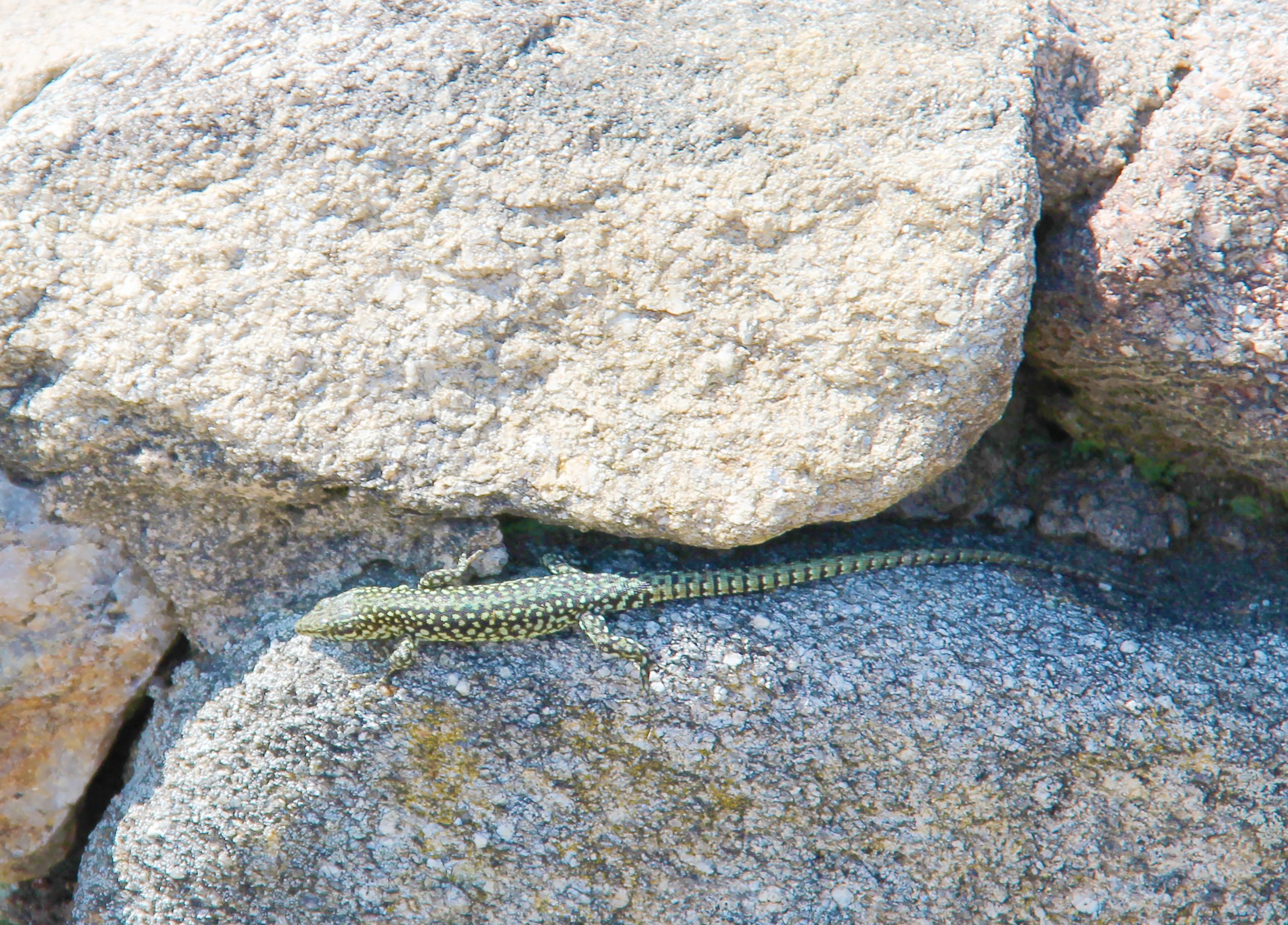 240717 Lizard at Castro de Barona IMG 6139