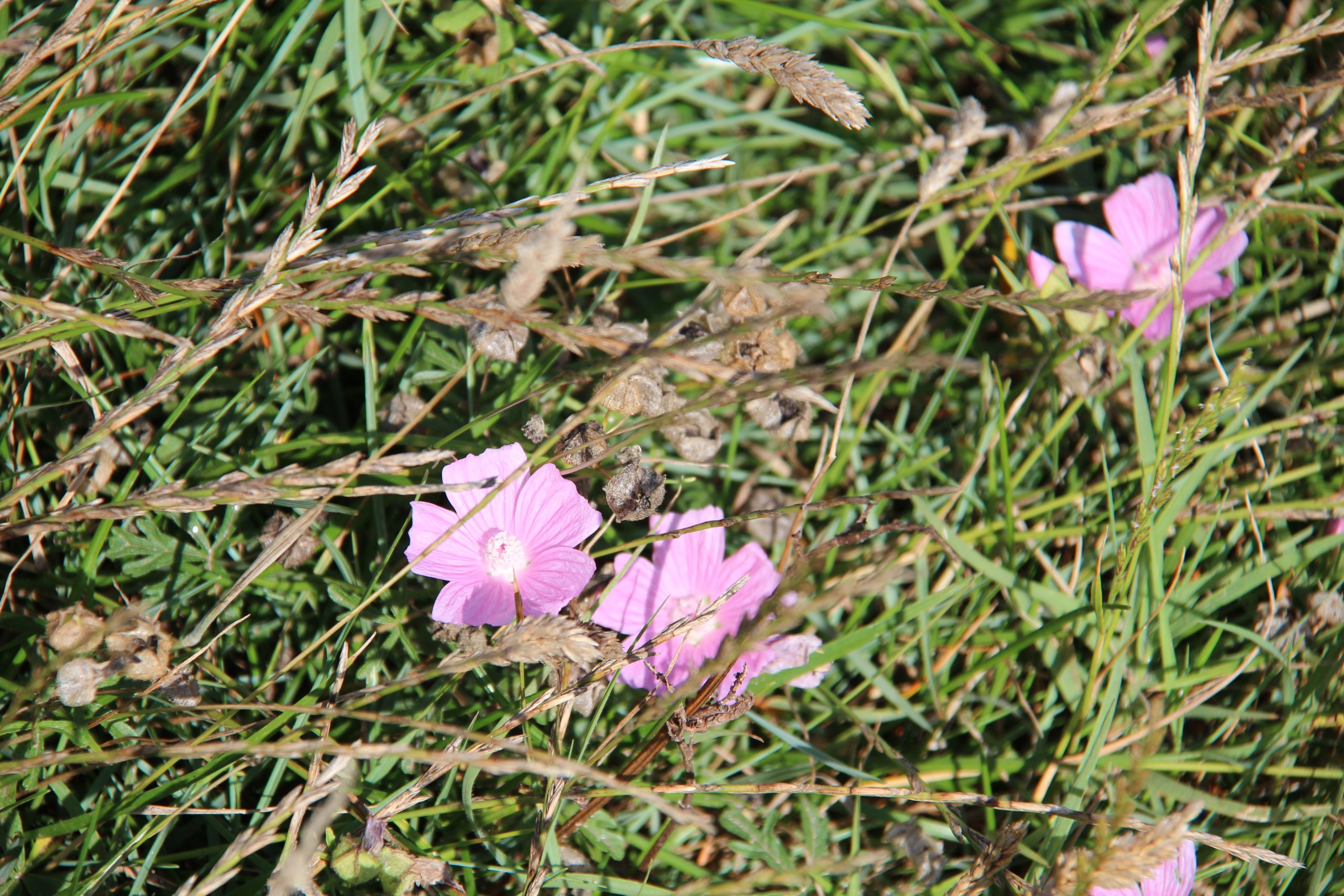 240717 Pink flowers at Castro de Barona IMG 6131