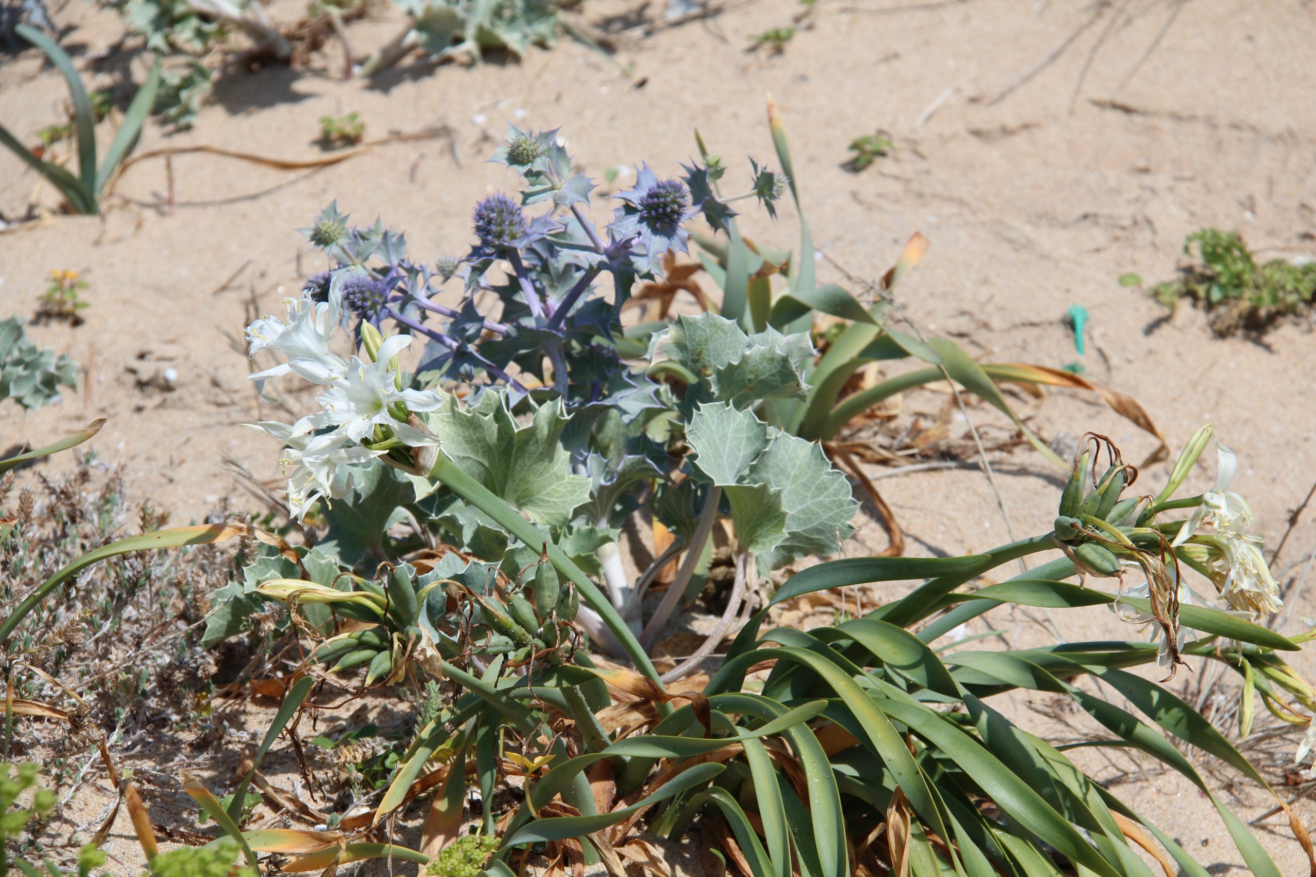 240717 Sea Kale & wild lilies at Castro de Barona IMG 6111