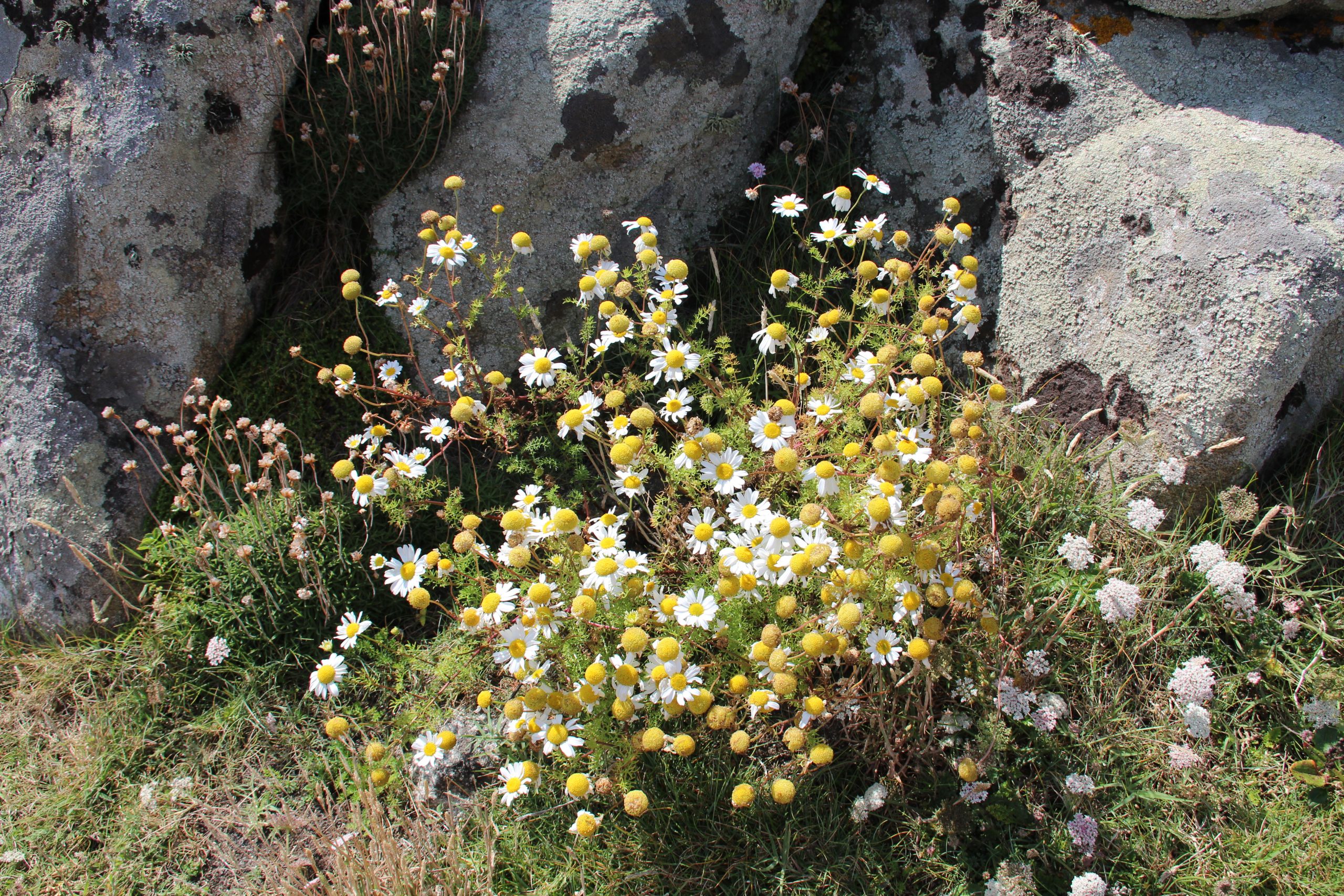 240717 Sea pink, white daisies & wild parsley at Castro de Barona IMG 6132